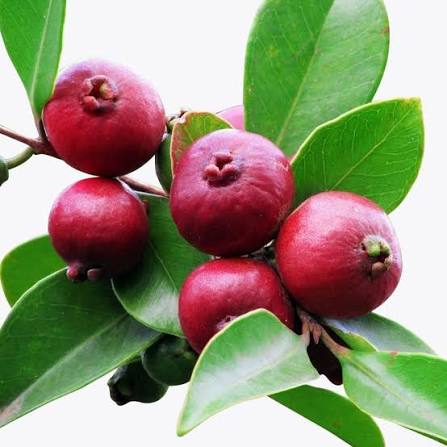 (Chinese Guava / Cheena Pera