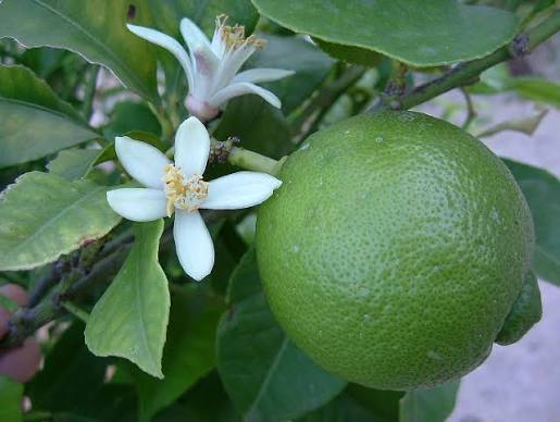 grafted lime