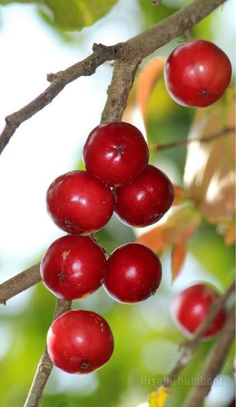 grafted lovi