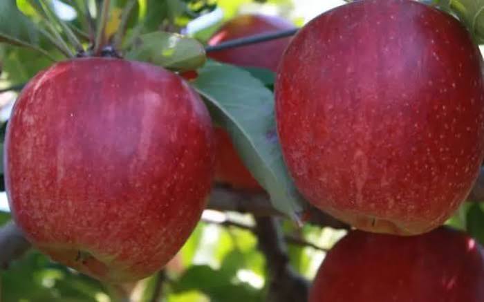 Ragala Apple grafted