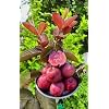 Hybrid Thai Red Guava Plant