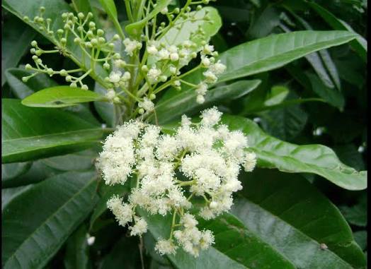 allspice plants