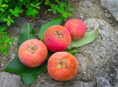 velvat apple grafted plants