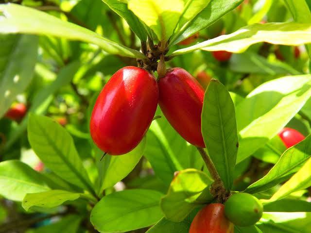 mirakal berry