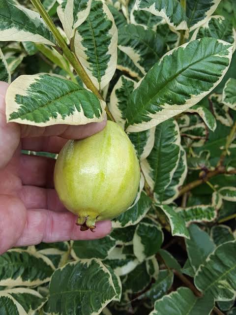 verigeted Guava