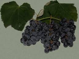 Isabella Grapes