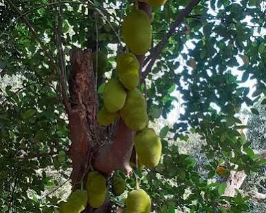 Father Loan jack fruit