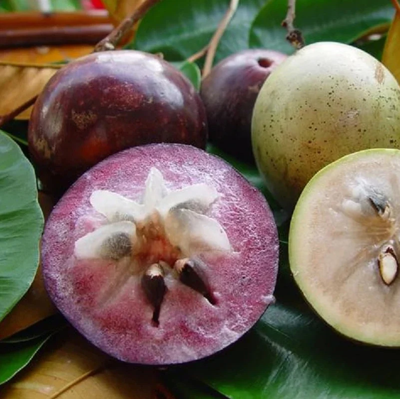 Star Apple (Chrysophyllum cainito)