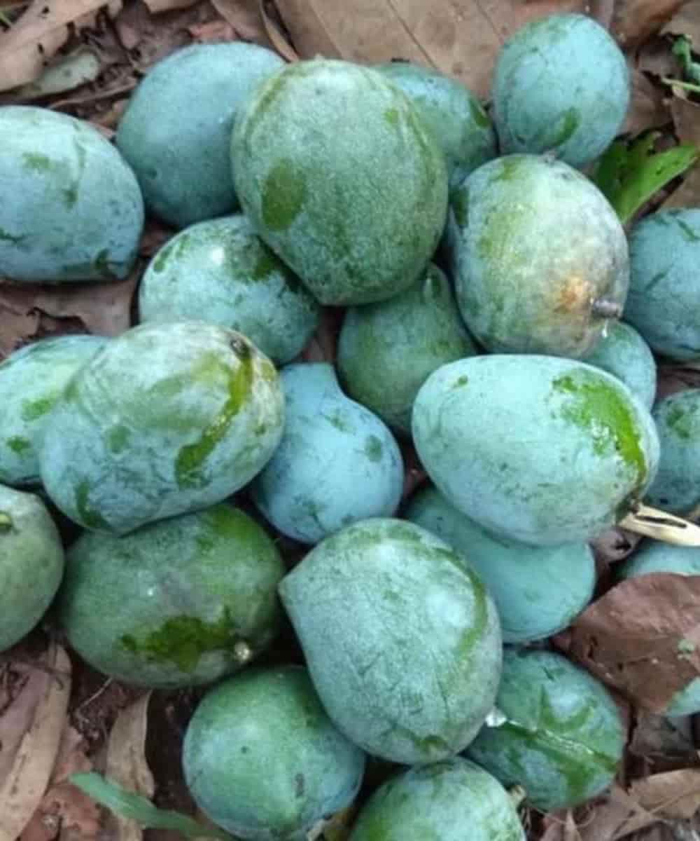 Kalapadi Mango plants