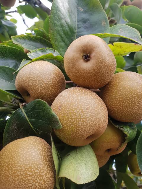 Rahangala Pears