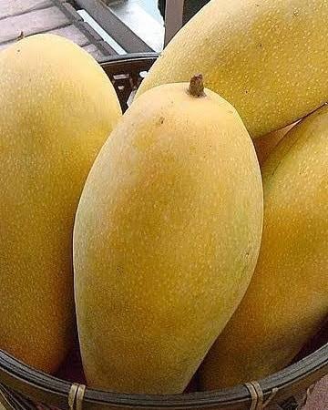 Golden Queen Mango
