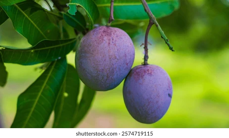 Vilad Mango