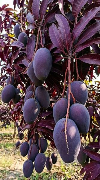 Black Kasturi Mango