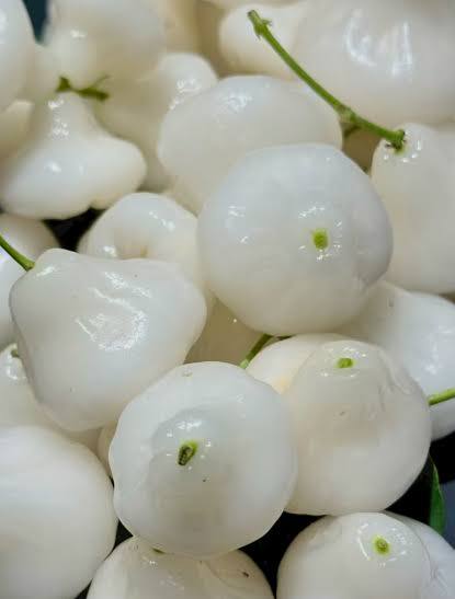 White Wax Apple / Water Apple