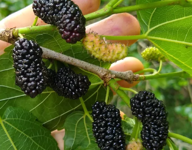 Mulberry