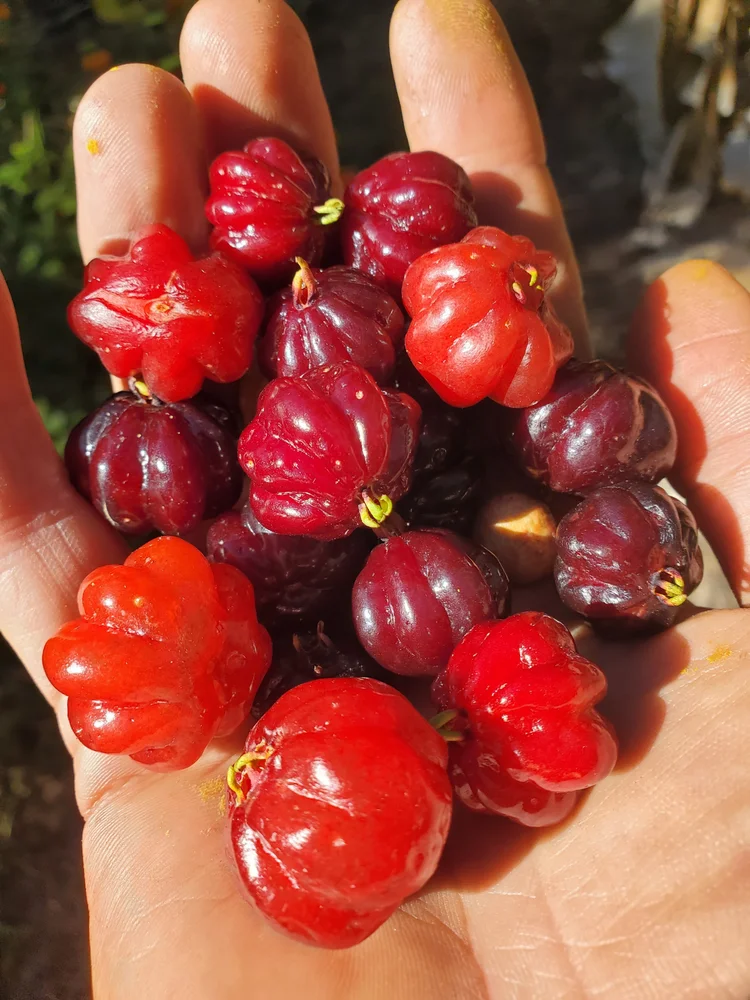 Surinam Cherry Eugenia uniflora)