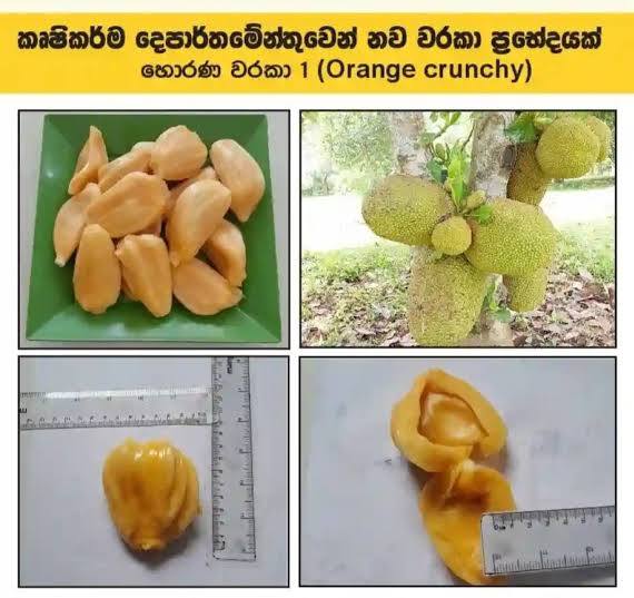 horana 1  waraka