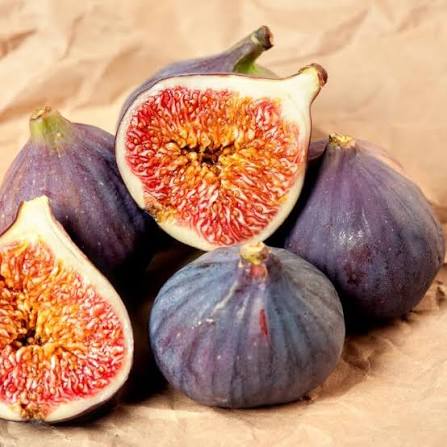Fig leyar plants