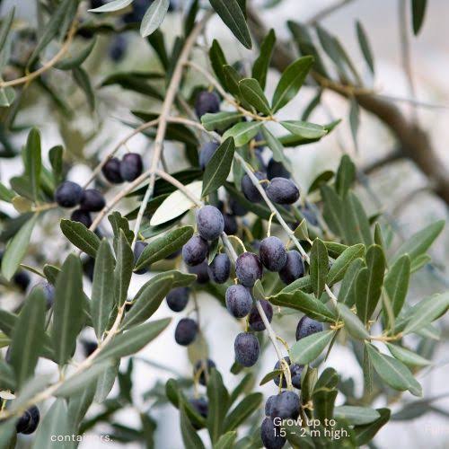 olive plants