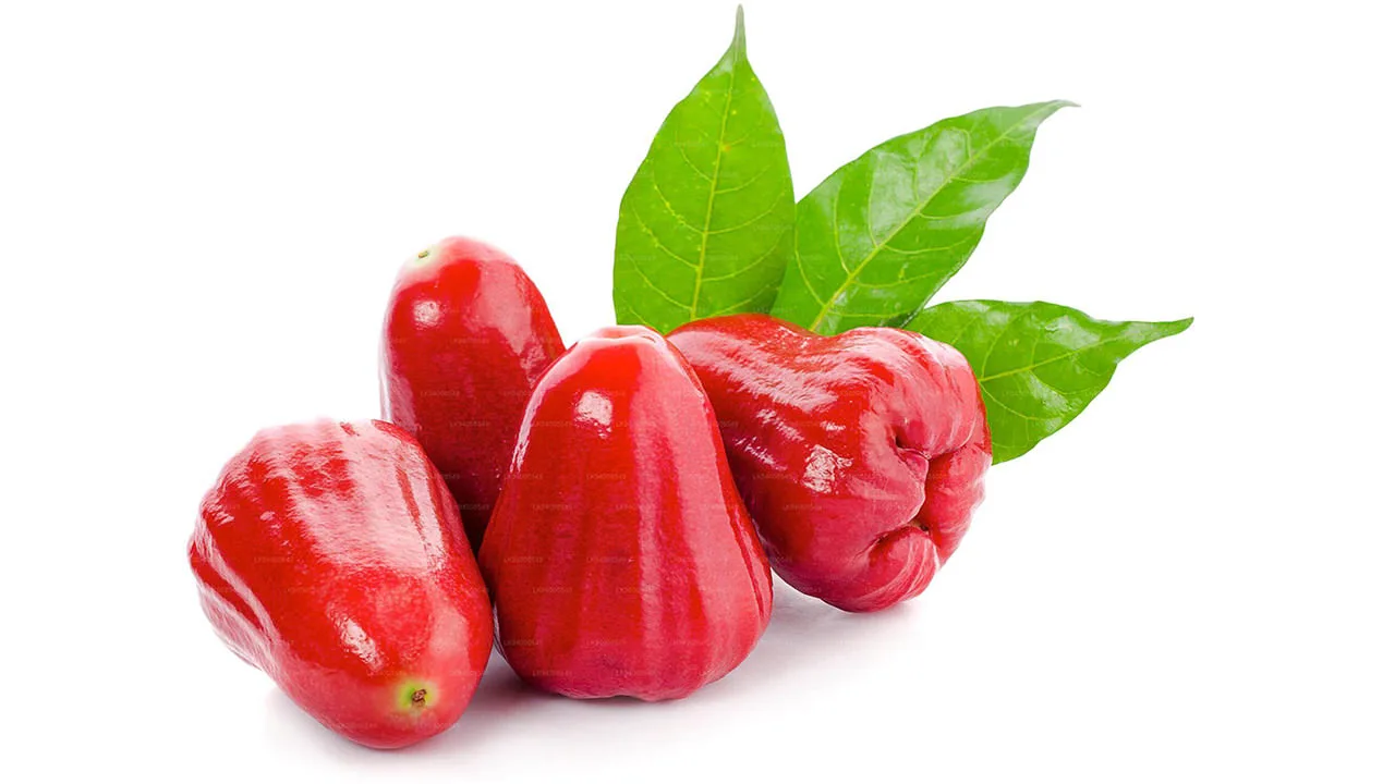 Red Wax Apple / Java Apple