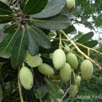 ataba mango