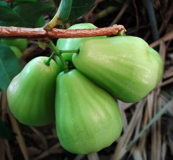Green Wax Apple /Green Water Apple