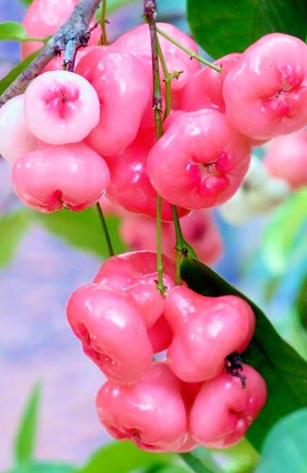Water Apple
