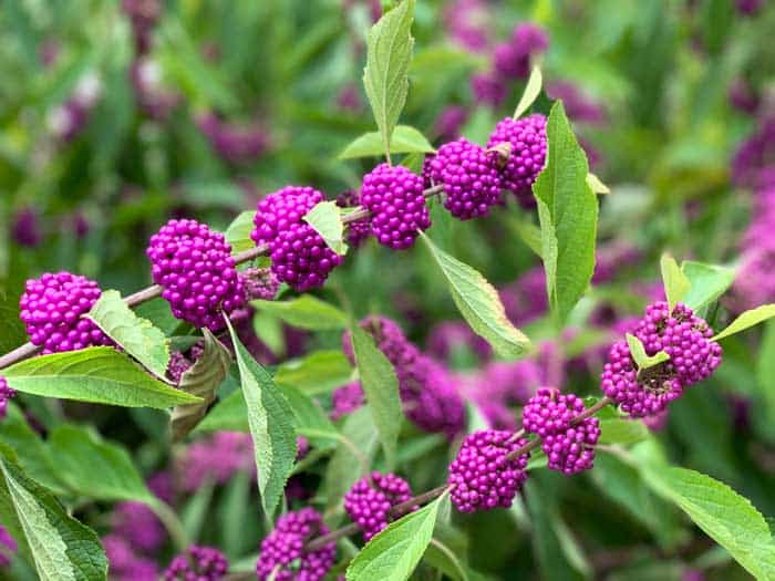 Beautyberry (Callicarpa)