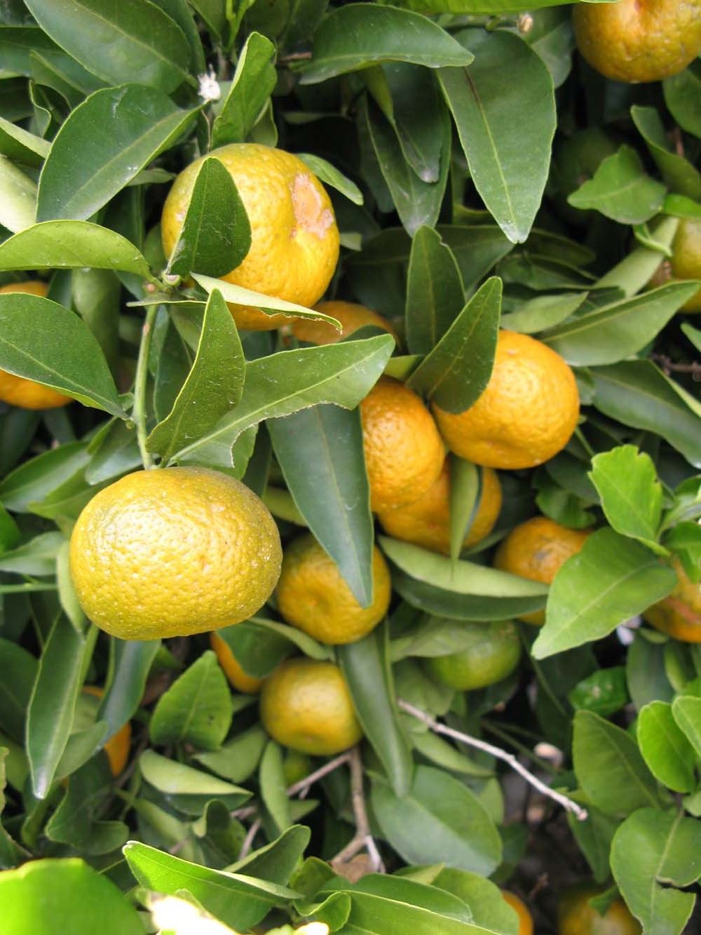 Heen Naran / Citrus crenatifolia