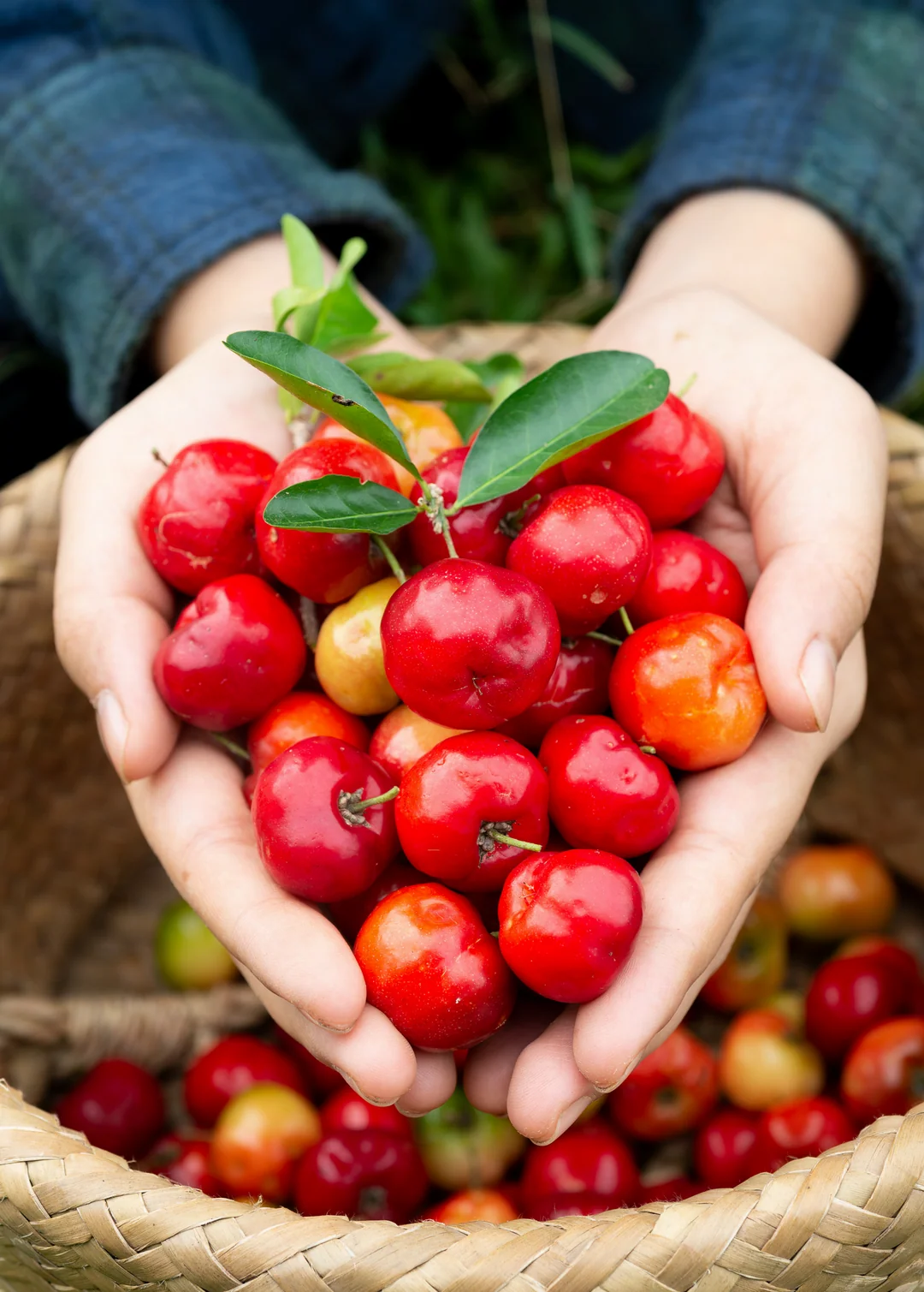 Barbados Cherry (Malpighia emarg inata හෝ Acerola