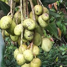 bandaranayaka sedlas mango