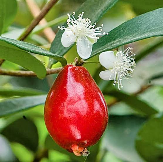 Australian Beach Cherry