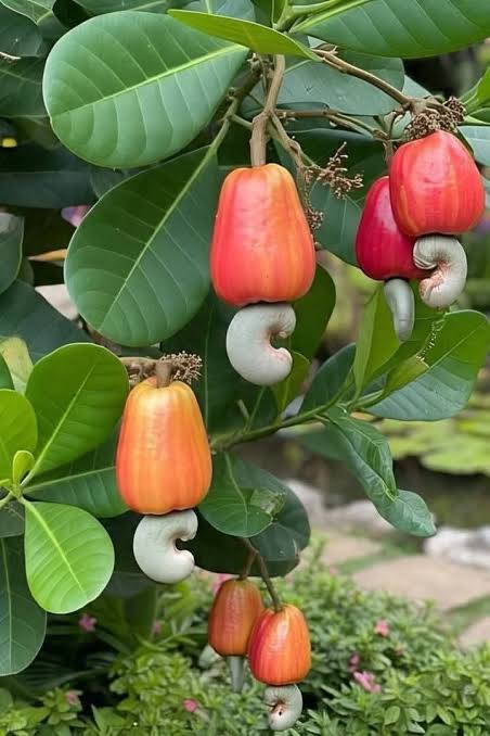 Cashew Tree
